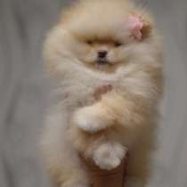 Померанский шпиц. Мини, в г.Берлин