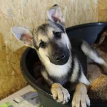 Умный щенок, который вырастет небольшим, в Санкт-Петербурге