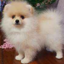 Померанский шпиц, в г.Майнц