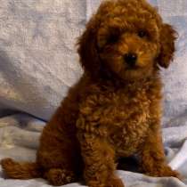 Пудель. Той. Red brown, в г.Магдебург