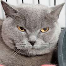 Кошечка Селестия, в Москве