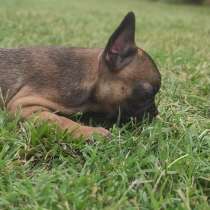 Französische Bulldogge Welpen, в Липецке
