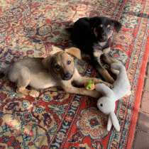 Ласковые бархатные щеночки, в Санкт-Петербурге