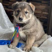 Щeнки-мeдвeжатa в добрые руки!, в Москве