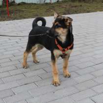 Хорошенькая смешная собачка, 5 месяцев, в Санкт-Петербурге