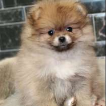 Pomeranian spitz. Orange mini girl, в г.Мюнхен