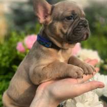 Французский бульдог. Blue fawn, в г.Мариенберг