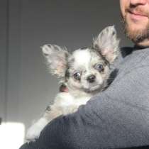 Мальчик Чихуахуа, в Саратове