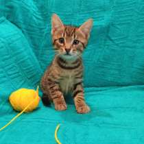 Маленькие красивые котята ищут дом, в Санкт-Петербурге