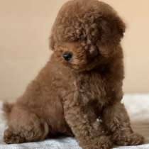 Той пудель. Red, в г.Берлин