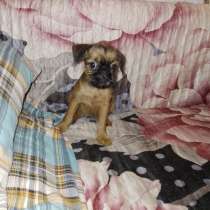 Брюссельский гриффон. Griffon, в г.Ньюарк