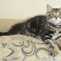 Сибиряк мальчик, в г.Болонья