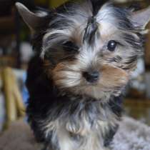 Йоркширский Терьер, в г.Анталия