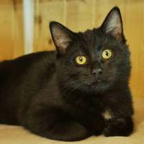 Чёрный-чёрный котёнок, в Санкт-Петербурге