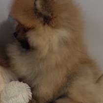 Померанский шпиц. Мишка. Orange, в г.Прага