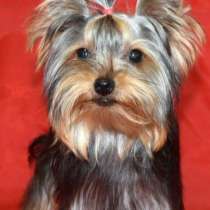 Йоркширский терьер. Мини, в г.Берлин