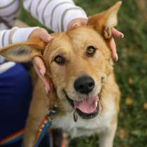 Совершенно чудесная, добрая и милая молодая собака, в Санкт-Петербурге