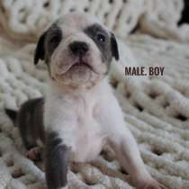 American bully Standart, в г.Дубай