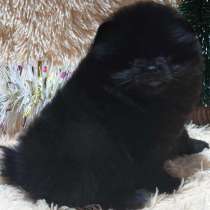 Померанский шпиц, в г.Везенберг