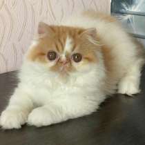 Экзоты Котята, в г.Женева