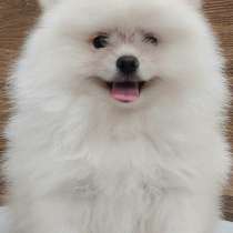 Померанский шпиц, в г.Стамбул