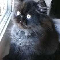 Персидская экзотическая длинношерстная, в г.Анталия