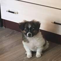 Крошка-щенок ищет дом, в Санкт-Петербурге