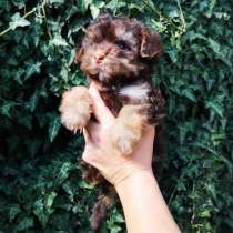 Мальтипу. Choco tan, в г.Dahlen