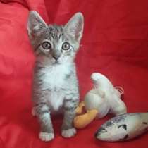 Маленький котенок, повелитель игрушек, в Санкт-Петербурге