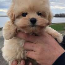 Мальтипу F - 1, в г.Берлин