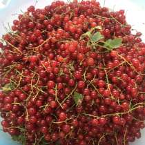 Смородина красная замороженная, в Щербинке