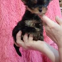 Yorkshire terrier. Mini girl's, в г.Albeck