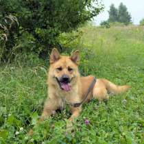 Рич - метис акиты и овчарки ищет дом!, в Москве