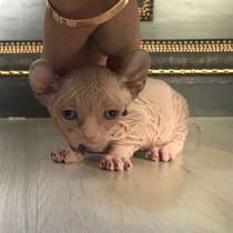 Бронь котят, Двэльф, канадский сфинкс, в г.Париж