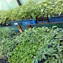 Рассада\саженцы помидоры. перец. огурцы и др. овощъные, в г.Луганск