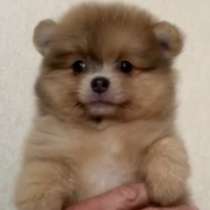 Померанский шпиц, в г.Шёнберг