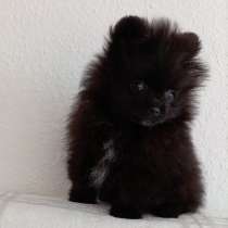 Померанский шпиц. Мини, в г.Берлин