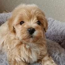 Мини мальчик мальтипу. Окрас карамель, в г.Гент