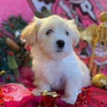 Мальтипу, в г.Ним