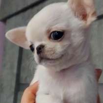 Чихуахуа. Мини, в г.Франкфурт-на-Майне