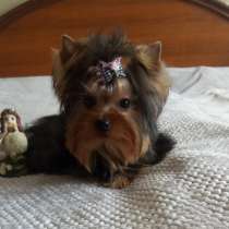 Девочка - куколка Йоркширского терьера, в Москве