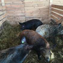 Фермерская продукция, в Бронницах