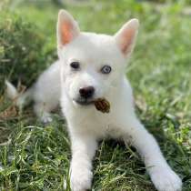 Щенки помски, в Краснодаре