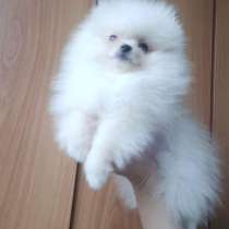 Померанский шпиц. Мини, в г.Прага