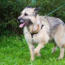 Самый лучший пёс в мире, в Санкт-Петербурге