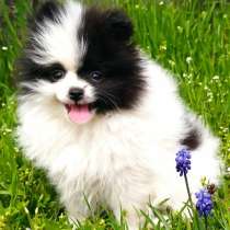 Померанский шпиц, в г.Бремен