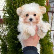 Maltipu, в г.Стамбул