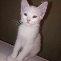 Отдам породистого кота в хорошие руки, в г.Сватово