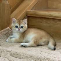 Британская Золотая шиншилла, в Москве