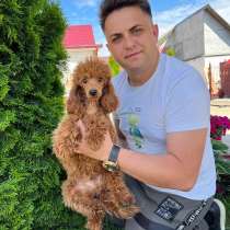 Мальчик миниатюрного пуделя, в г.Мадрид